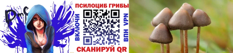 Галлюциногенные грибы Psilocybe  Отрадная 